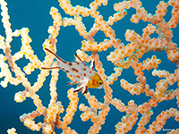 ヒヨドシベラ幼魚