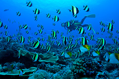 お魚天国