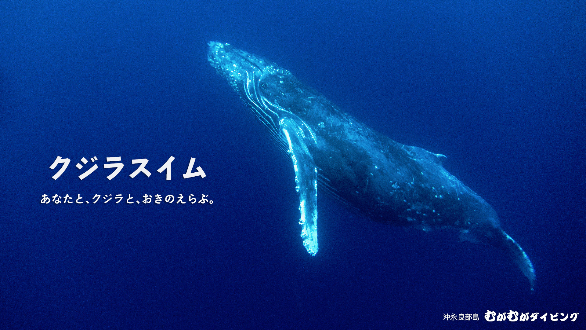 沖永良部島クジラスイム