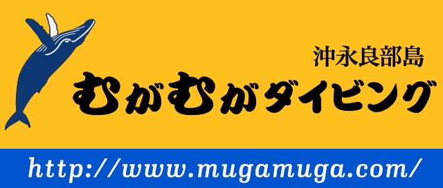沖永良部島むがむがダイビング