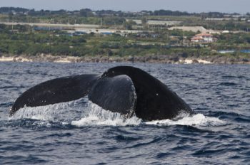 クジラスイム