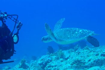 アオウミガメの取材中