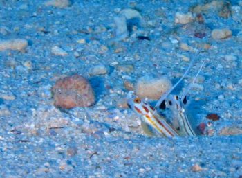 ヤシャハゼ　撮影浜本