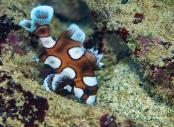 チョウチョウコショウダイ幼魚