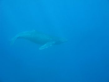 中野さん撮影