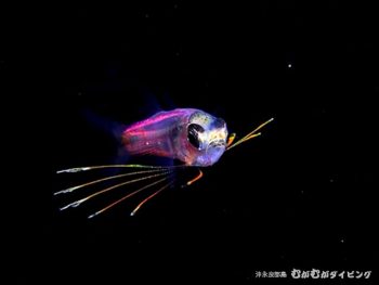 浮遊期幼魚ライトトラップ