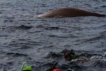 クジラスイム