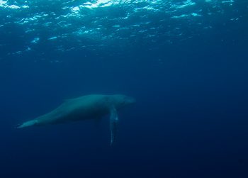 水中のクジラ