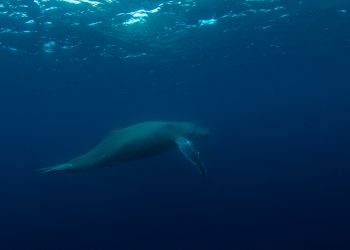 クジラスイム