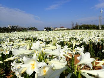 エラブユリ満開