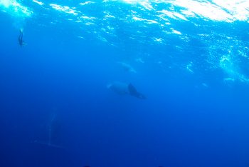 3頭の母子クジラ