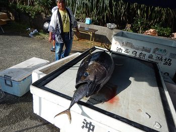 マグロ君