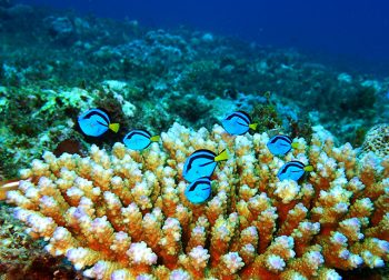 ナンヨウハギ幼魚