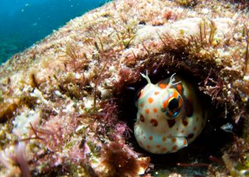 魚魚目モンツキ(photo by s.sato)