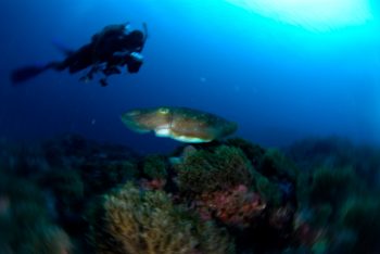 こんな大きさです。(魚魚目隊）