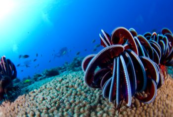 初魚魚目レンズでの撮影