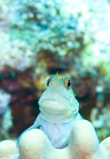 カエルウオの仲間