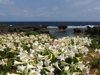 ウジジ浜公園の百合