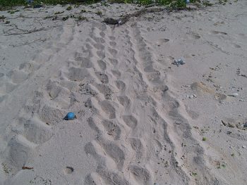 アカウミガメの上陸の跡