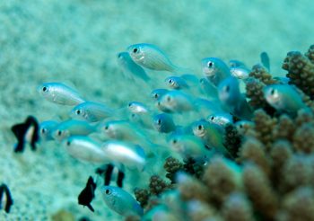 デバスズメ幼魚