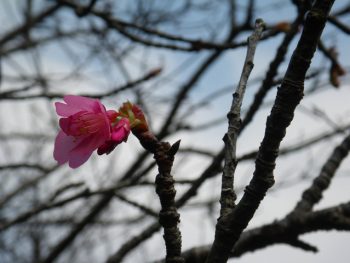 桜