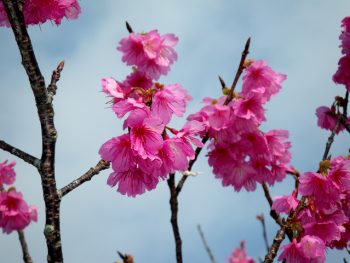 桜３分～５部咲き