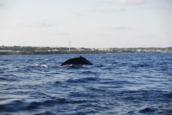 タラソ沖のクジラ