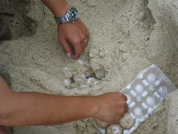 ウミガメの卵の移植
