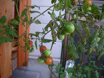 トマト むがむが菜園