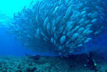 花火　ギンガメアジ