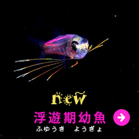 浮遊期幼魚