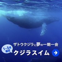 ザトウクジラと夢の一期一会クジラスイム
