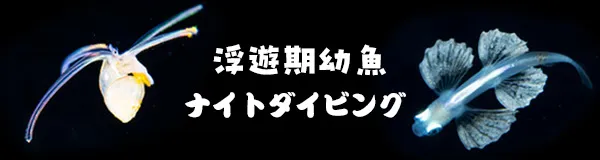 浮遊期幼魚ナイトダイビング