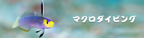 マクロダイビング