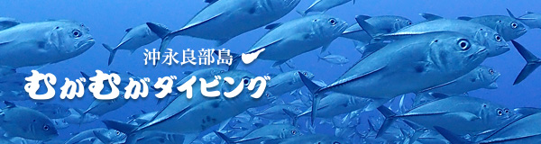 沖永良部島むがむがダイビング