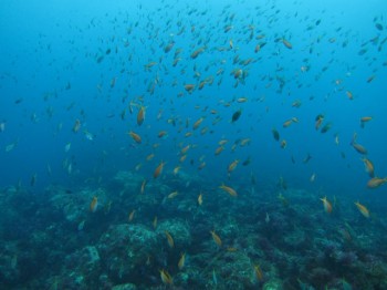 魚群
