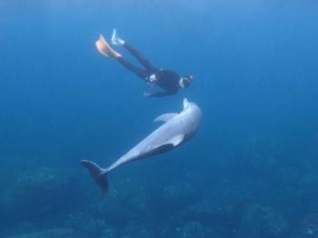 イルカの気持ち・・・