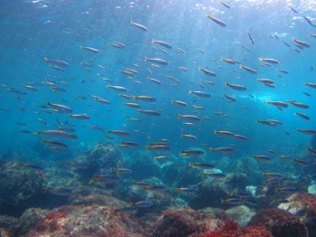 タカベ幼魚も気持ちよさそう