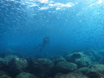 魚群、キビナゴ