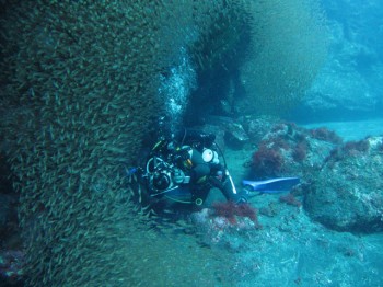 魚群2、キンメモドキ