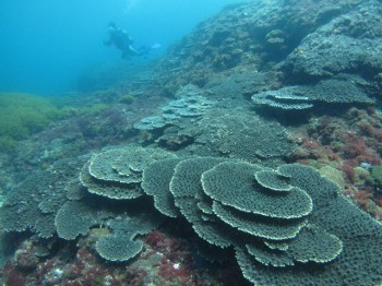 富賀浜サンゴ群