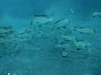 コロダイ若魚群れ