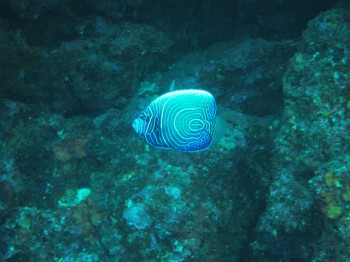 タテキンの幼魚。何故こんなにもビビット