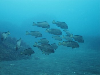 コロダイ若魚