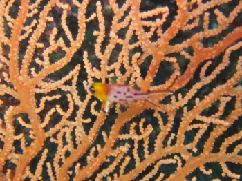 ヒヨドシベラ幼魚