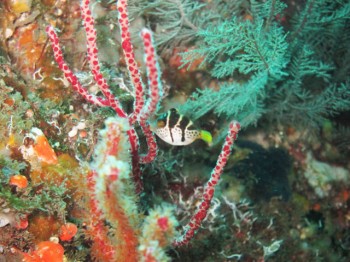 ノコギリハギ幼魚