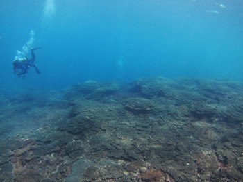 富賀浜テーブルサンゴ群