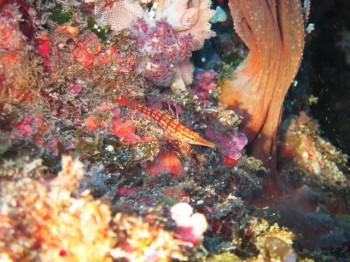クダゴンベ幼魚