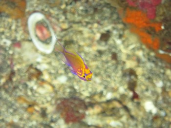 ハナゴンべ幼魚