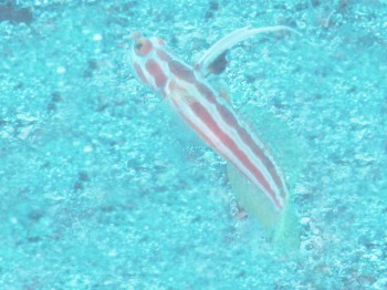 沖永良部島初ヤシャ